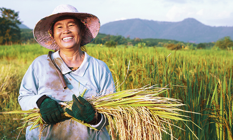 Lächelnde thailändische Reisbauerin auf einem Reisfeld
